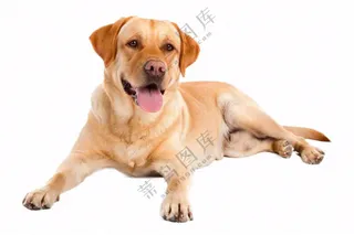 萌宠宠物拉布拉多小狗动物免抠