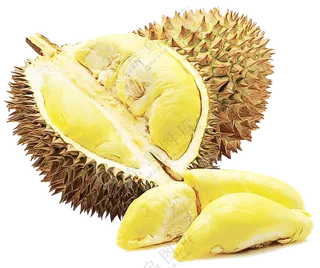 热带水果榴莲