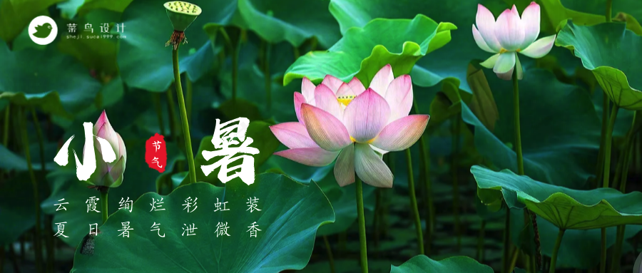 小暑公众号首图