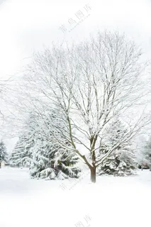 冬季唯美雾凇树木雪景