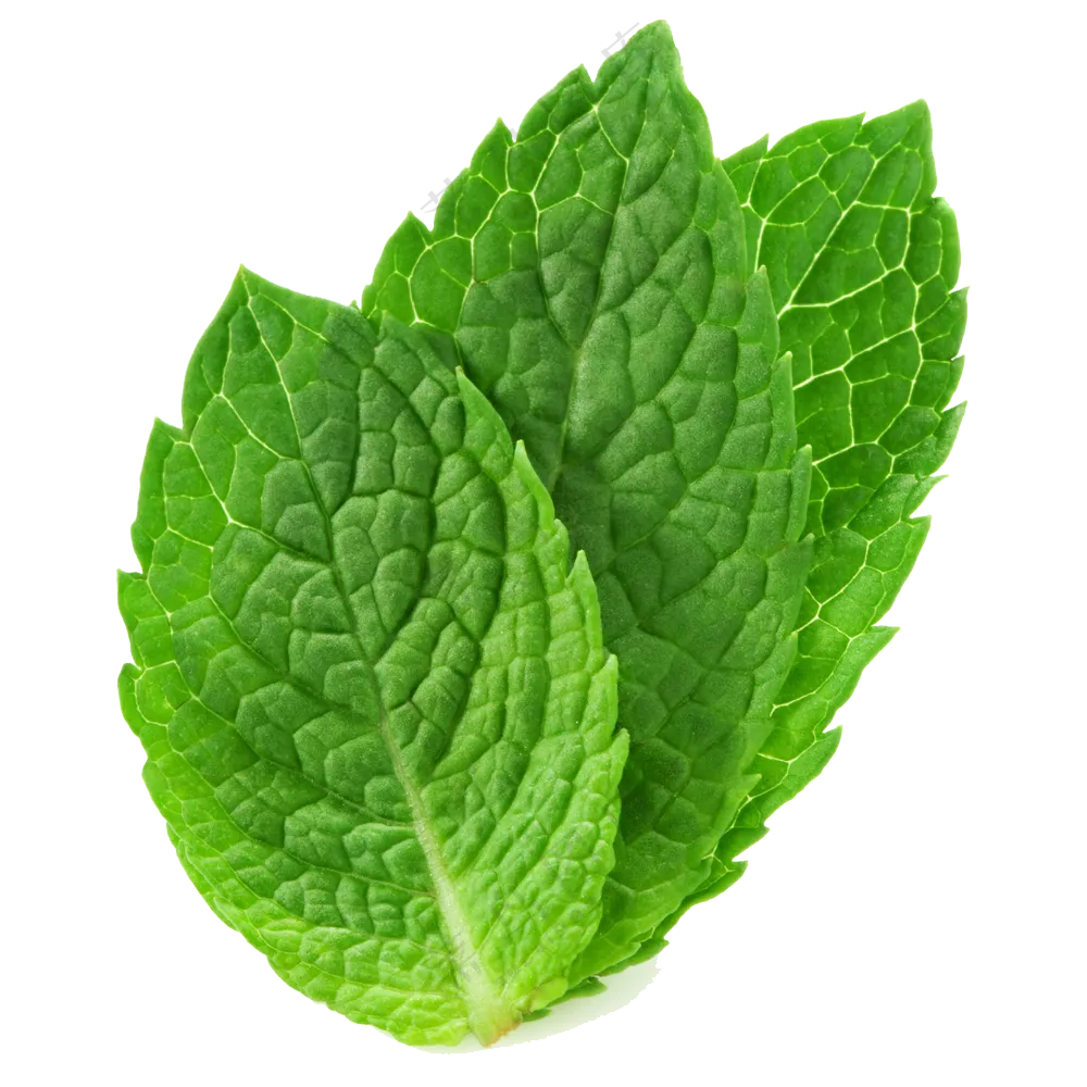 散发着独特芳香的薄荷叶子免抠图片