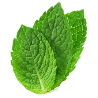 散发着独特芳香的薄荷叶子免抠图片