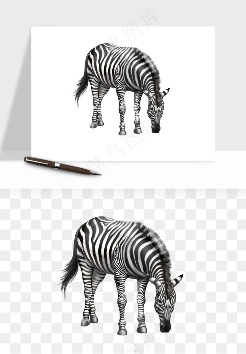 斑马动物png免抠