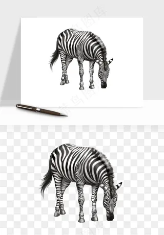 斑马动物png免抠