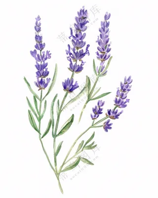 紫色薰衣草花朵植物插画免抠