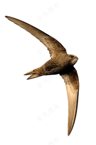 png免抠燕子鸟类动物