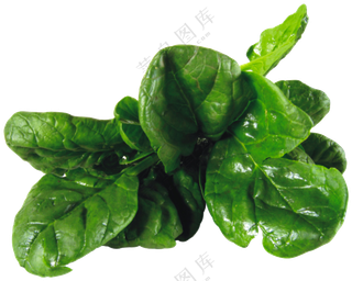 新鲜嫩叶子的菠菜食材免抠图片素材