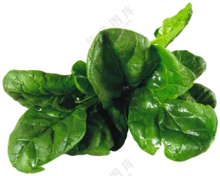 新鲜嫩叶子的菠菜食材免抠图片素材
