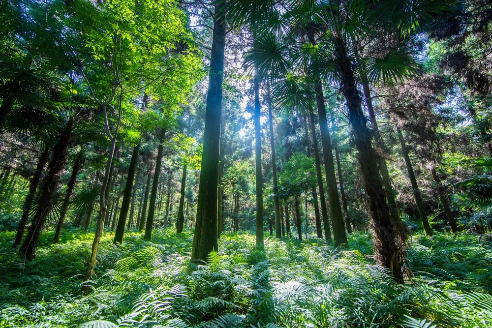 户外森林树木背景素材
