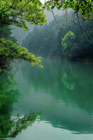 森林湖泊岸边的植物大树风景摄影图