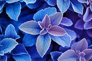 植物叶片上的白霜霜降摄影图