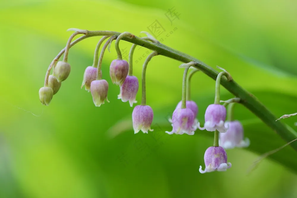 淡雅粉色铃兰花