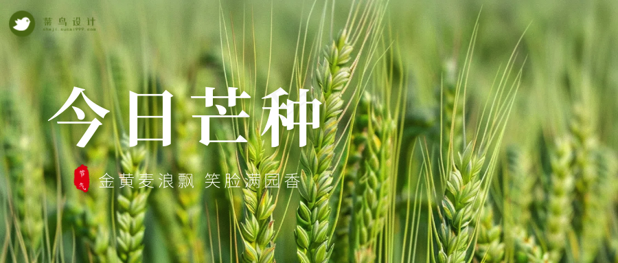 芒种公众号首图