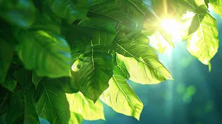 阳光下的植物绿叶立春春分摄影图