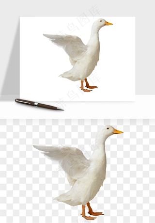 鸭子小鸭png免抠