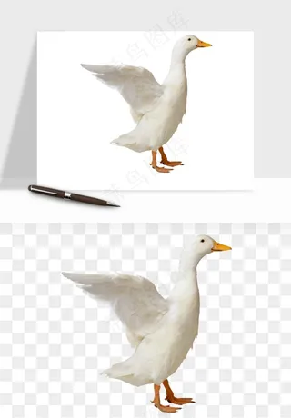 鸭子小鸭png免抠