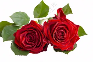 红玫瑰花鲜花摄影免抠