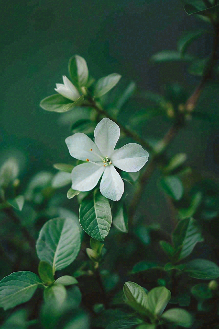 小白花栀子花春天立春春分摄影图