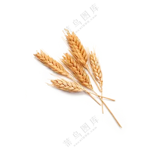 几支饱满颗粒的小麦穗免抠图片素材