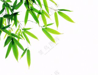 竹叶竹子碧绿摄影免抠