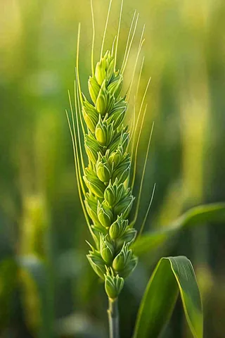 小麦麦田麦穗小满芒种摄影图