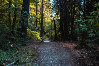 森林秘境：自然探索的绿意小径