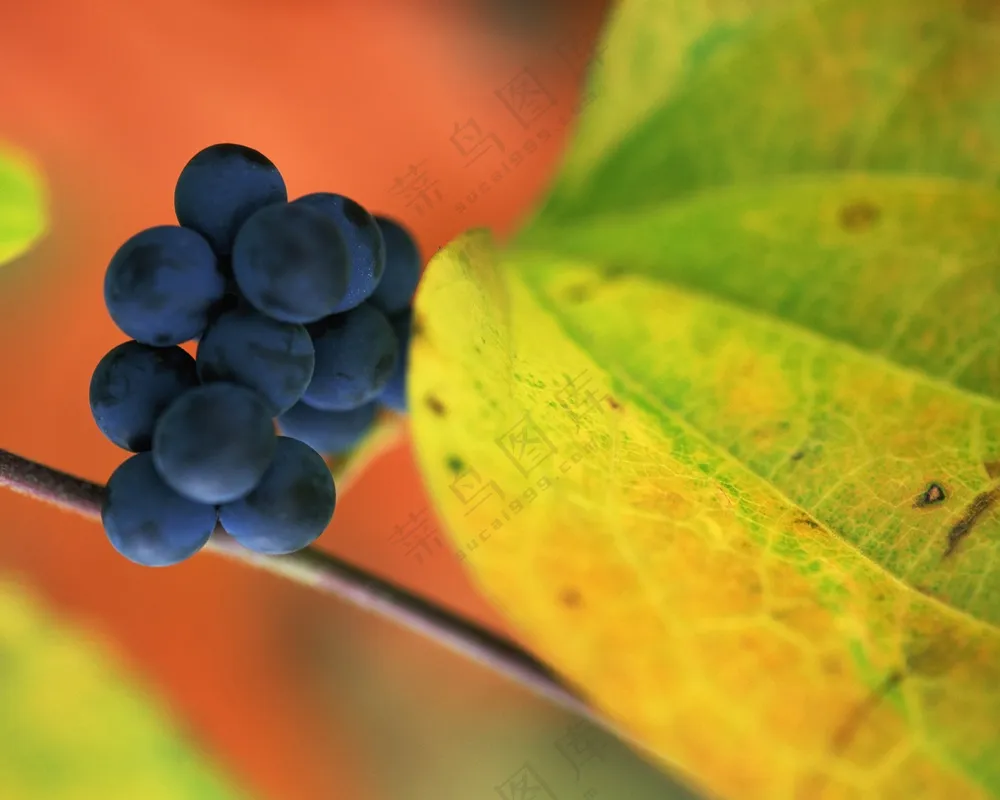 新鲜水果摄影图片 (23)