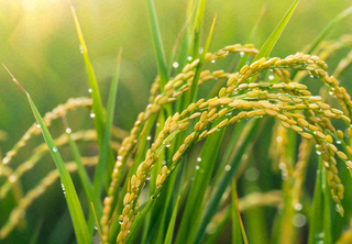 稻田稻谷稻穗粮食收成小满芒种世界粮食日摄影图