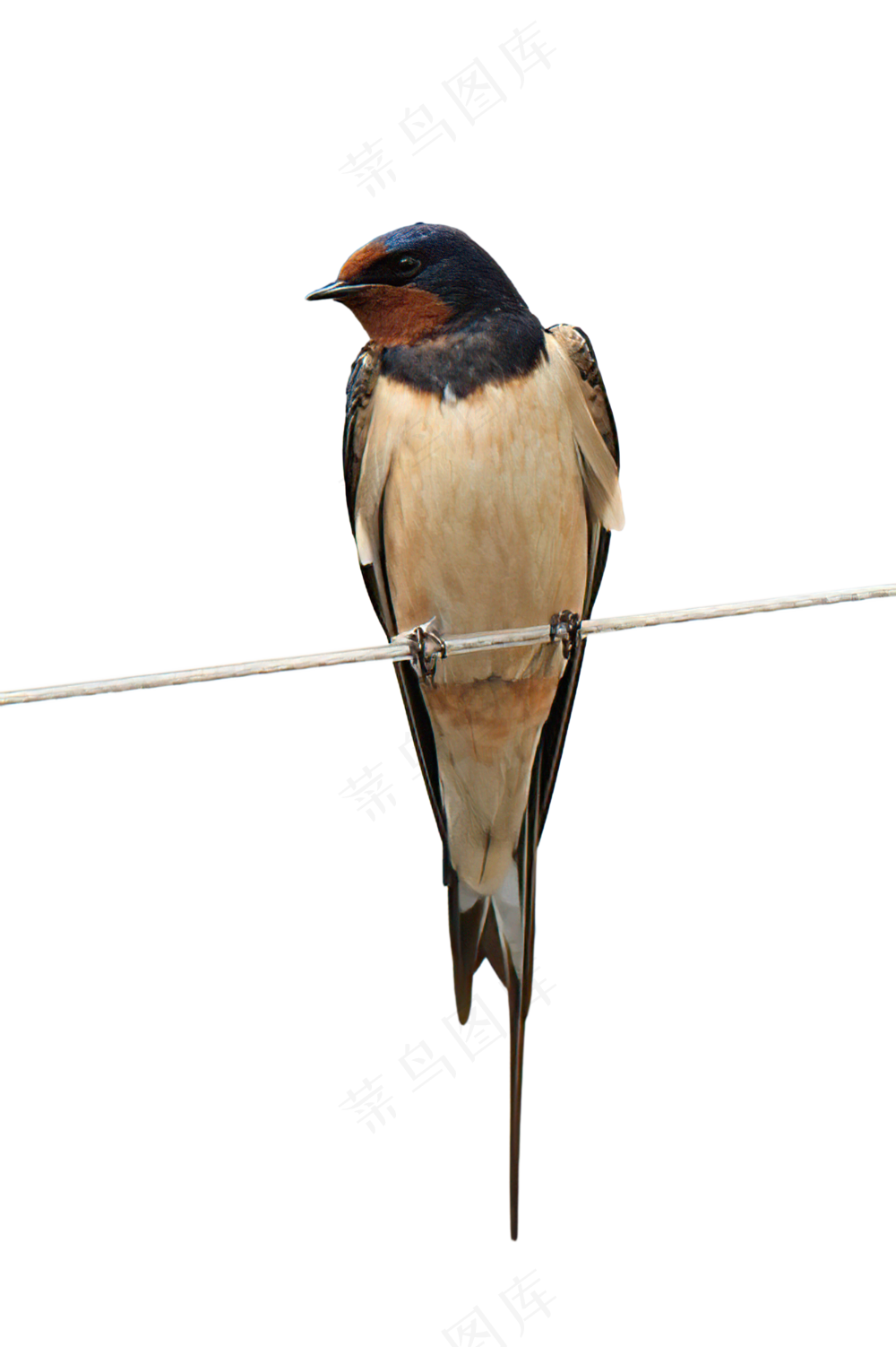 png免抠燕子鸟类动物
