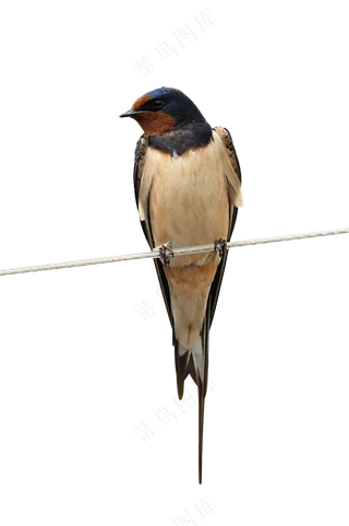 png免抠燕子鸟类动物