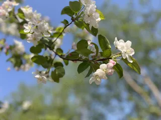 樱花唯美粉色风景