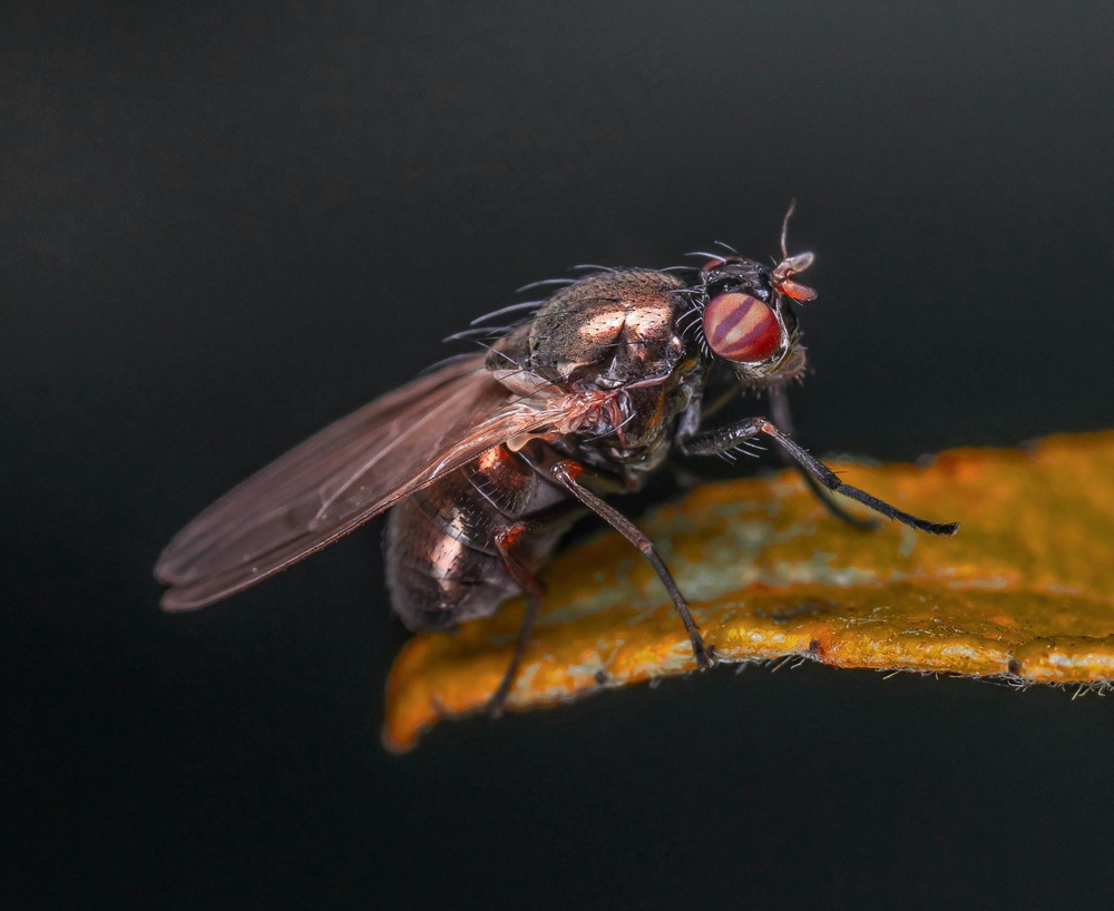 夜幕下的细脉蜻蜓