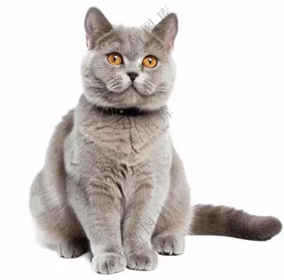 可爱小猫萌宠宠物动物免抠