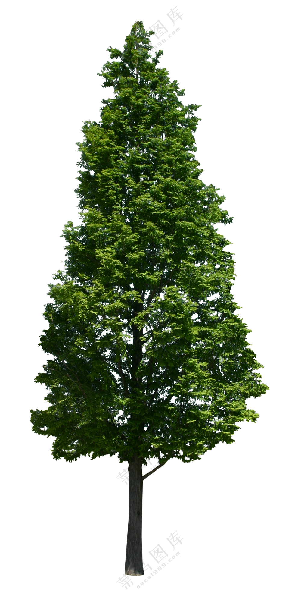 PNG免扣植物树木拼贴素材