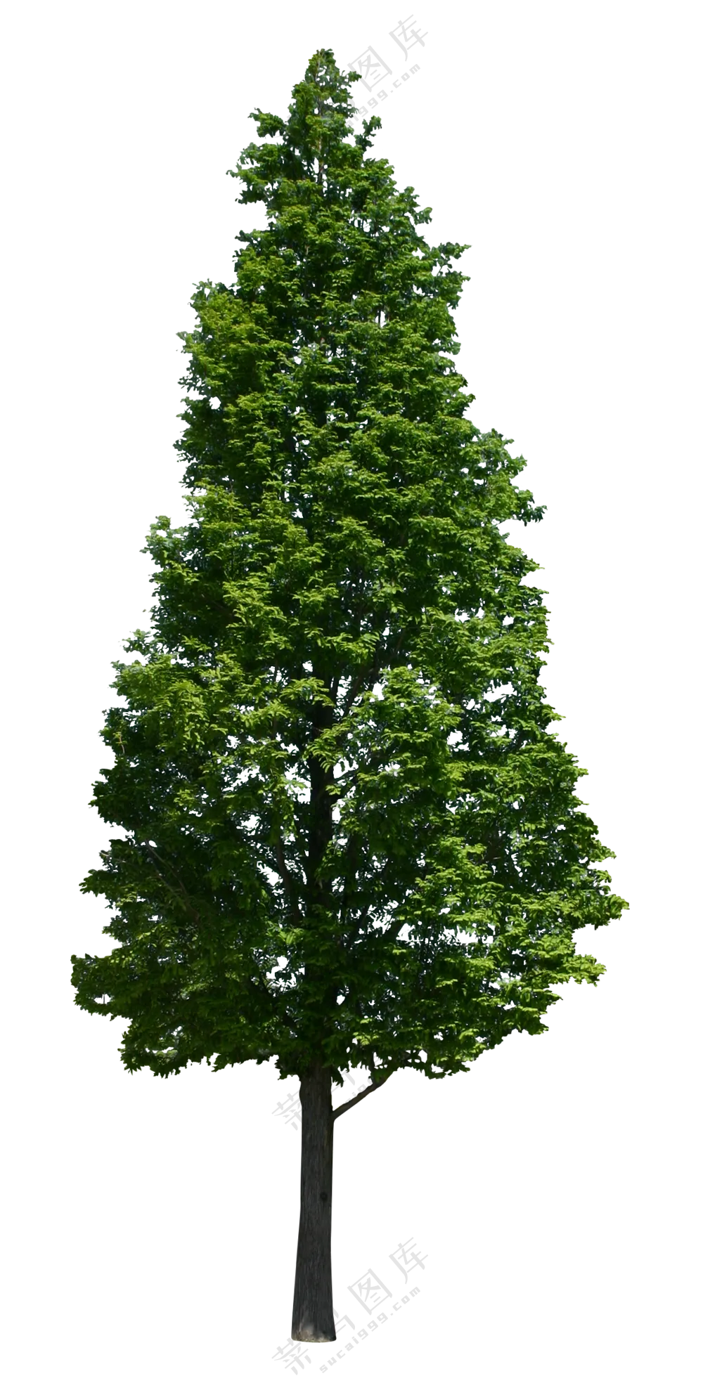 PNG免扣植物树木拼贴素材