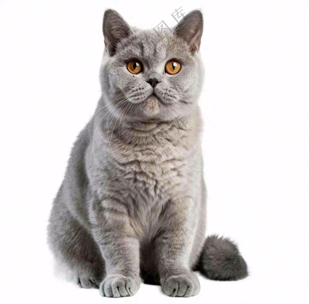 可爱小猫萌宠宠物动物免抠