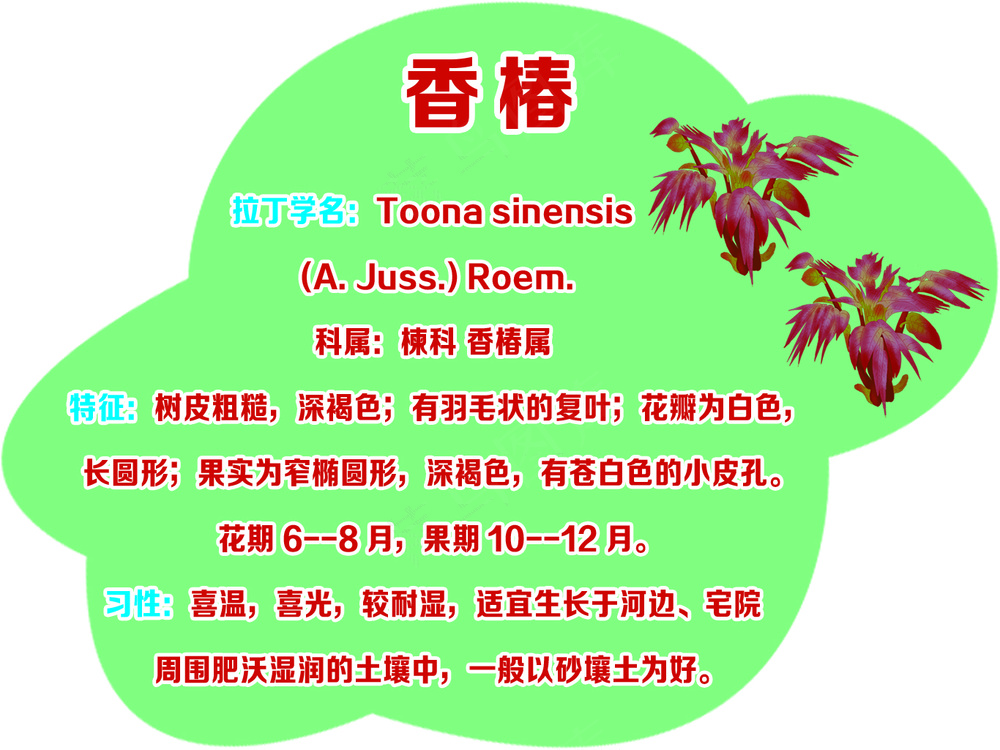 运动型 香椿树牌
