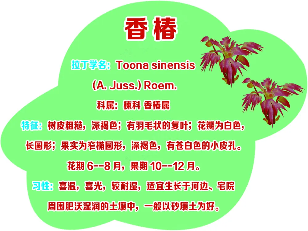运动型 香椿树牌