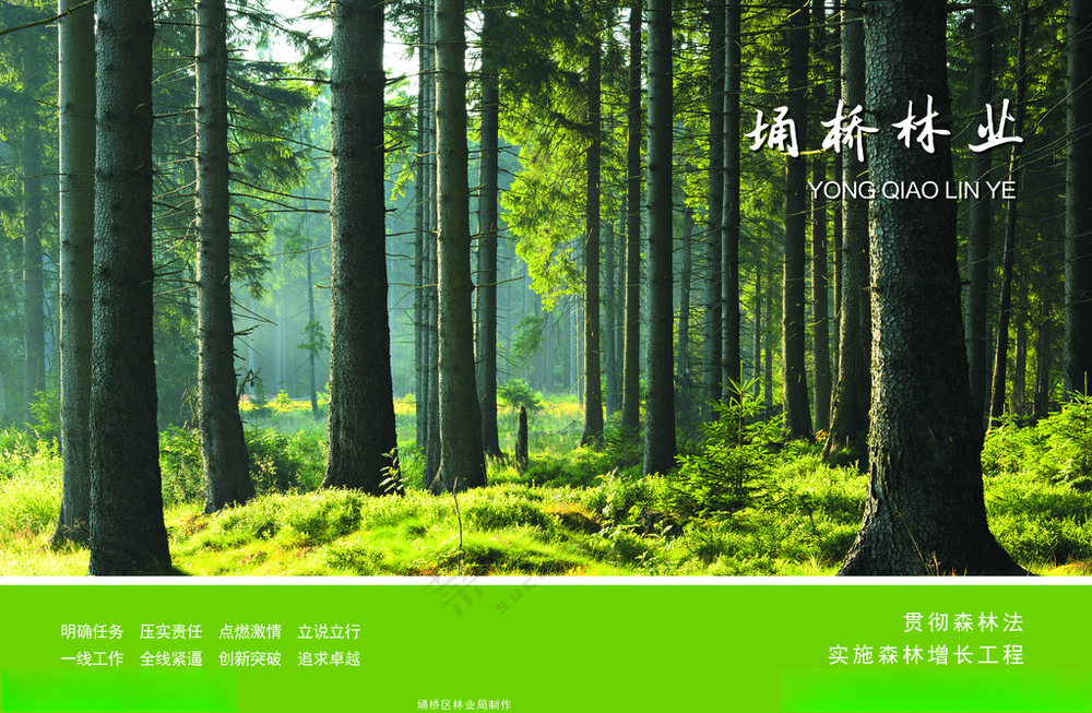 林业画册封面森林树林
