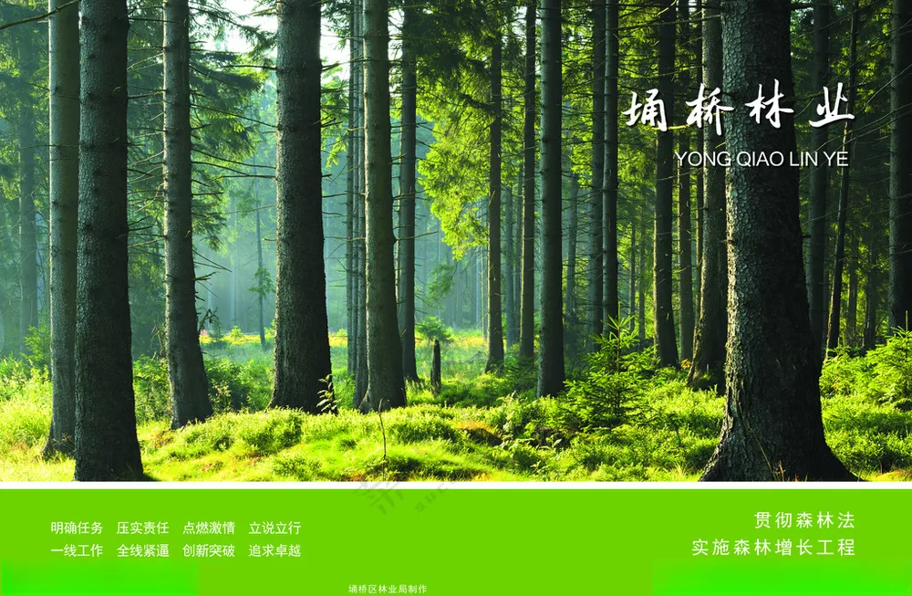 林业画册封面森林树林
