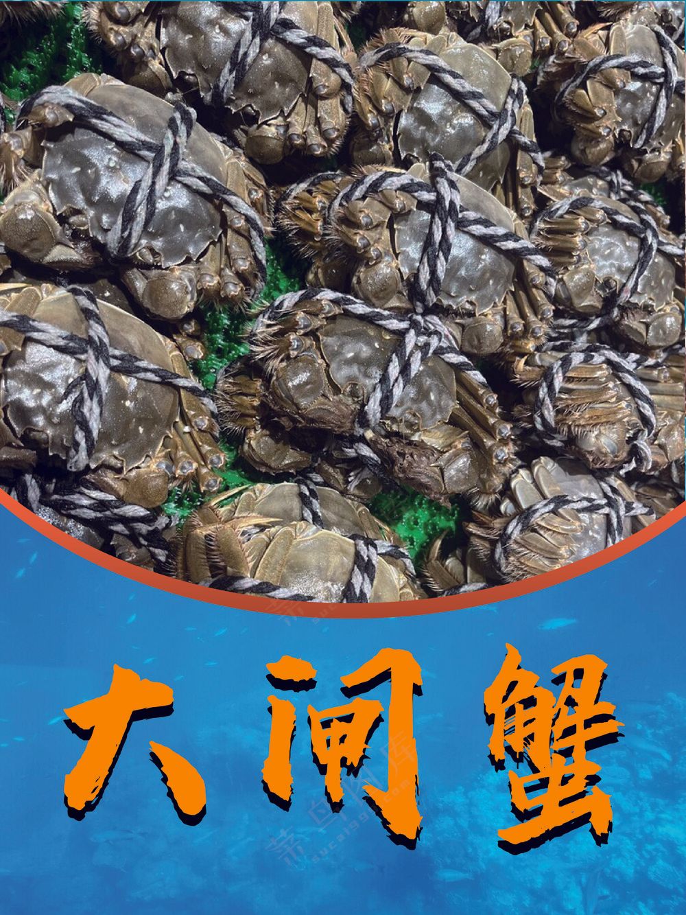  大 闸 蟹