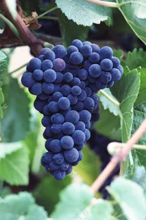 成熟的葡萄图片 (6)