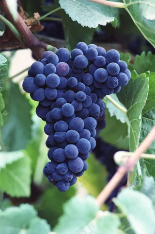 成熟的葡萄图片 (6)