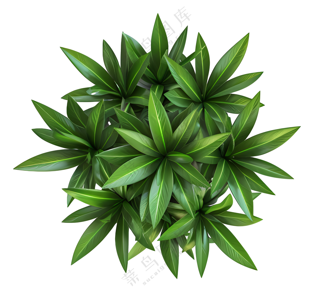 植物俯视图-大自然中的绿叶