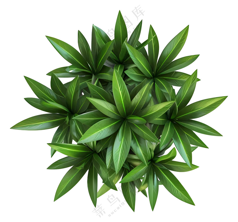 植物俯视图-大自然中的绿叶
