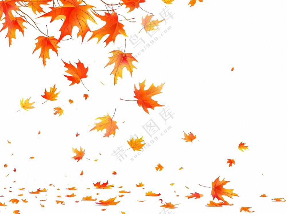 秋天红色枫叶飘落插画免抠