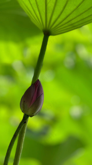 含苞待放紫芙蓉