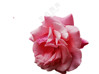 月季花粉月季2025