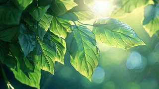 阳光下的植物绿叶立春春分摄影图