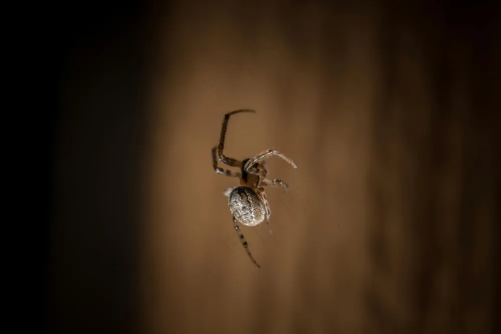 暗影舞者：棕色蜘蛛网